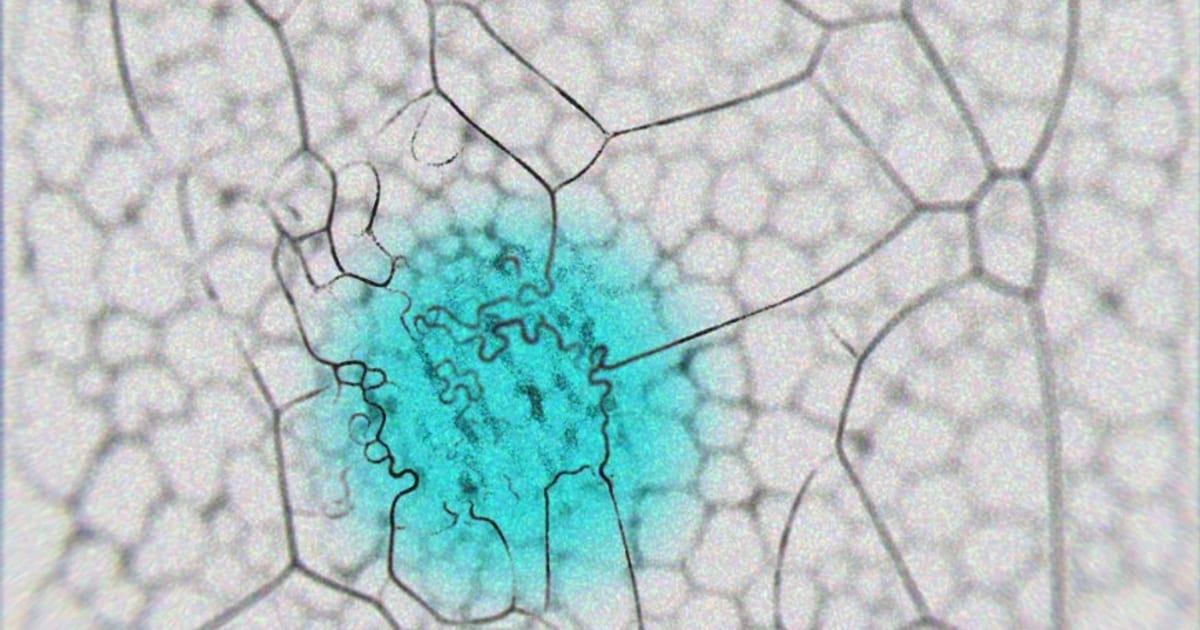 A simulation built directly on Jeff Jones's Physarum transport-network model by ciphrd, who names the paper as his source: agent trails forming a cellular web with a bright cyan colony at its centre, rendered with a simulated microscope blur.