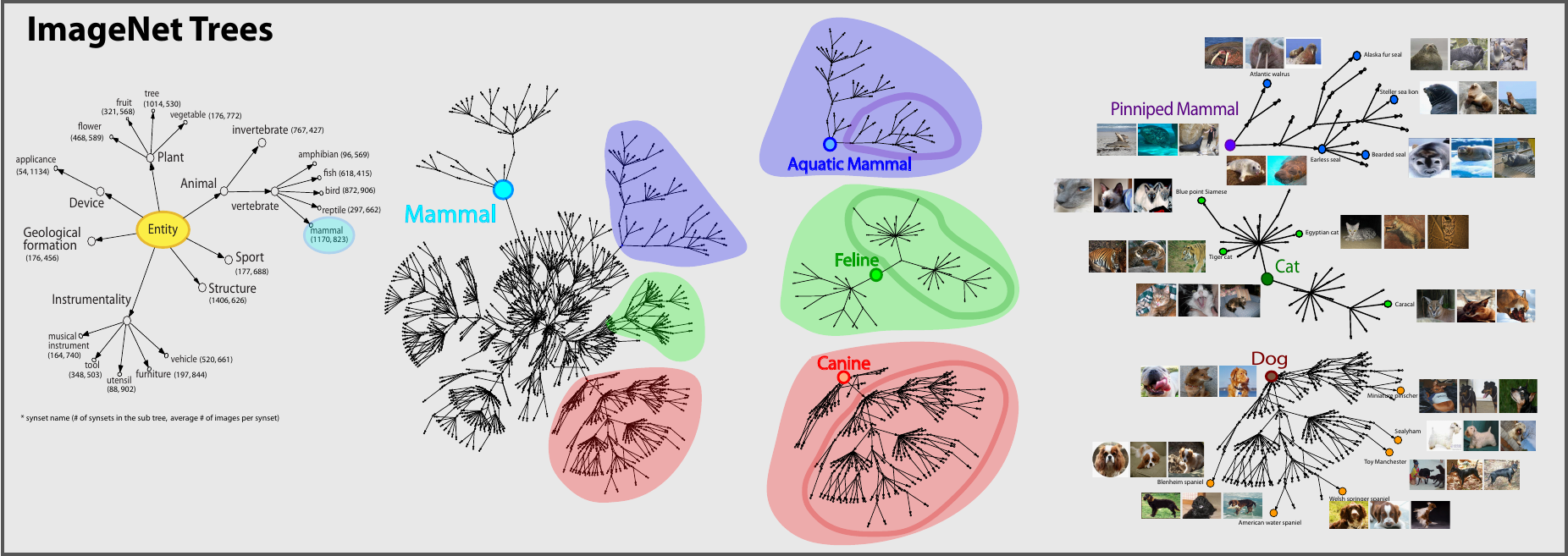 ImageNet Trees diagram connects a WordNet hierarchy to mammal subtrees and example photographs of aquatic mammals, cats and dogs.