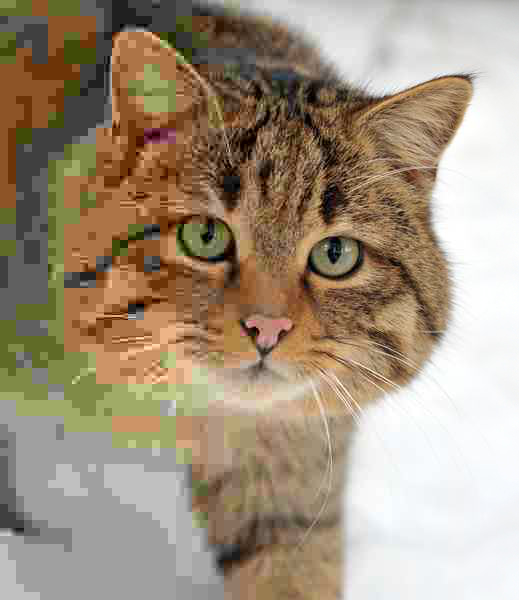 JPEG Standard Created