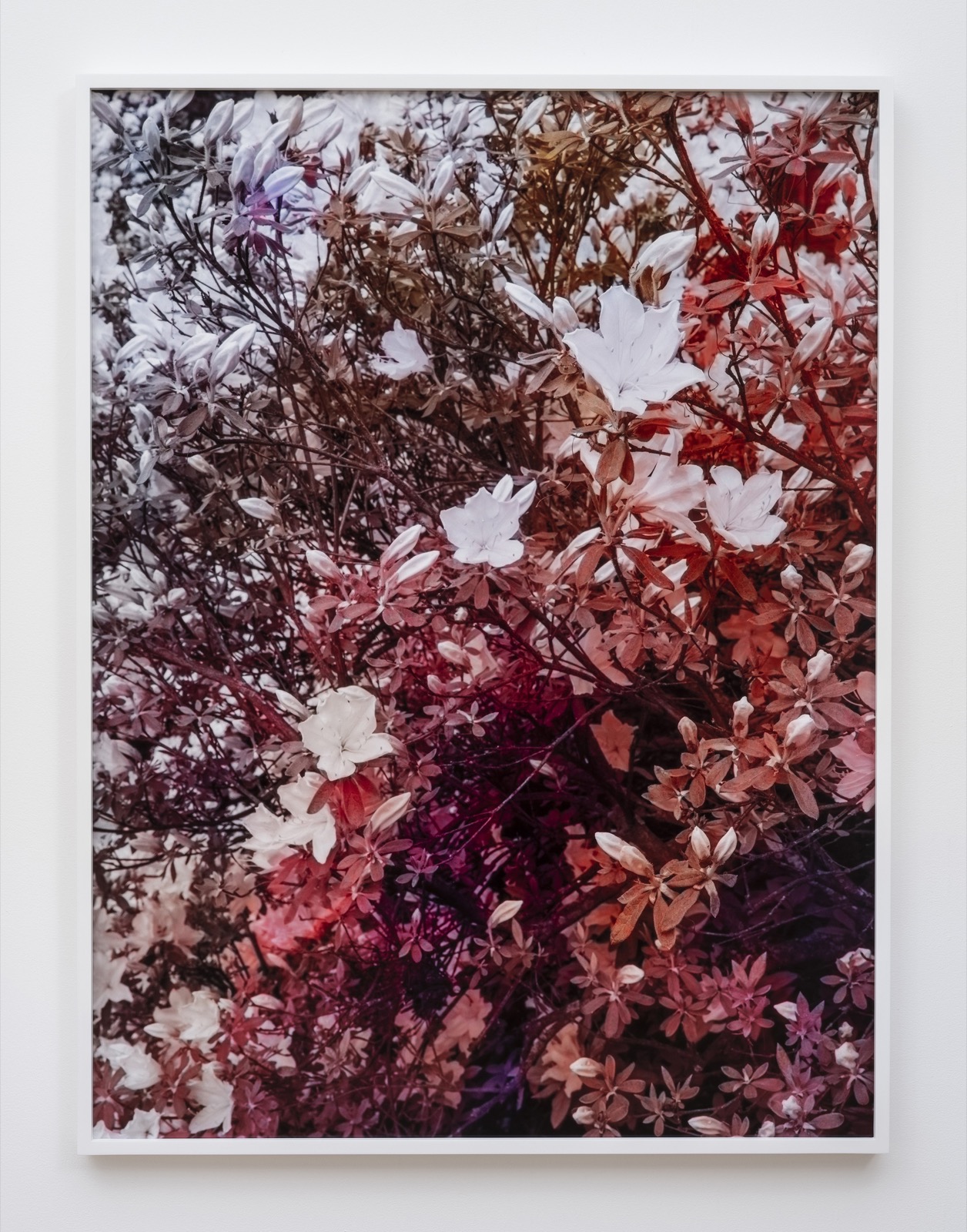 A framed photographic work from Trevor Paglen's 2020 exhibition Bloom at Pace, in which a thicket of blossom is pushed through machine-vision colour transformations; the individual work is not titled on the gallery's page.
