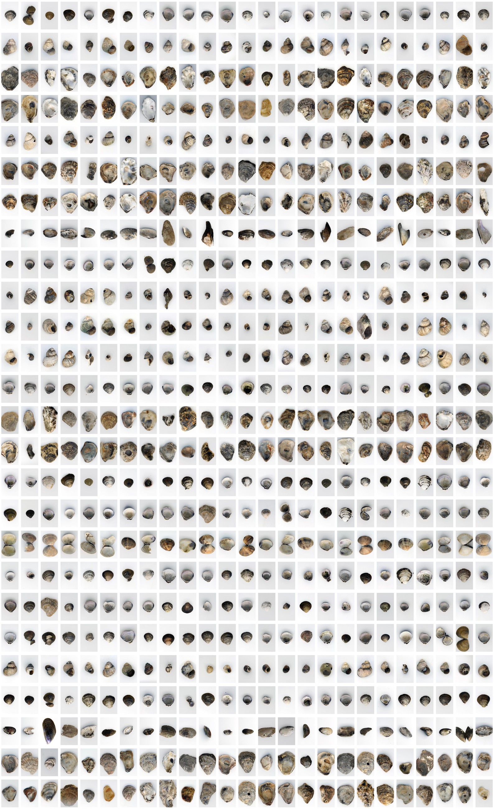Hundreds of individually photographed shells arranged in a tall, closely spaced grid on white.