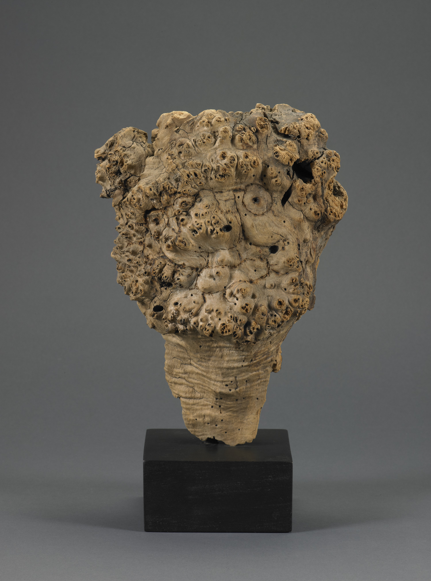A barnacle-covered piece of driftwood with two dark eye-like hollows and a long tapering beard, mounted on a black base.